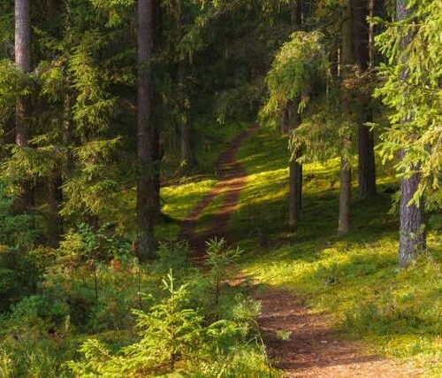 حجز جولة سياحية إلى الغاب