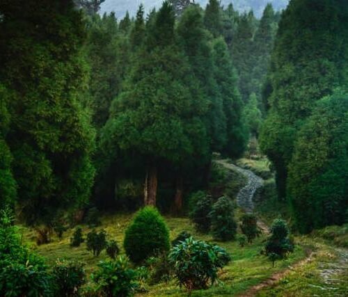 حجز جولة سياحية إلى الغاب