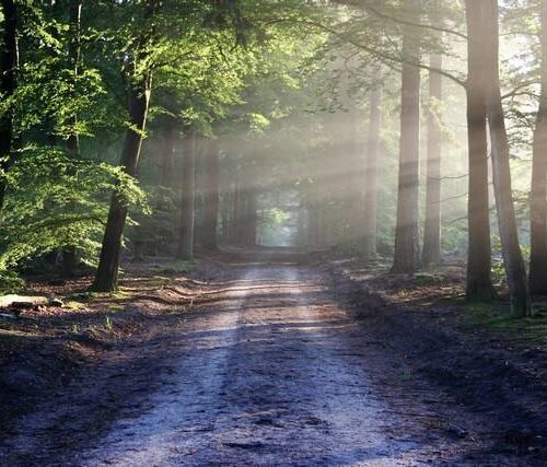 حجز جولة سياحية إلى الغاب