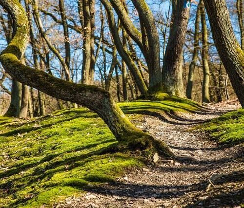 حجز جولة سياحية إلى الغاب